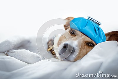 Dog sleeping or resting the hangover and headache Stock Photo