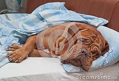 Dog Sleeping Sweetly in Owner's Bed Stock Photo