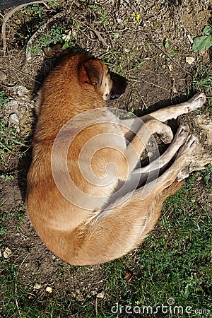 Dog sleeps on the ground Stock Photo