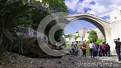 Dog sleeps next to the Old Mostar bridge. Tourists below and on the Stari most Mostar, Bosnia and Herzegovina, April 2019. Editorial Stock Photo