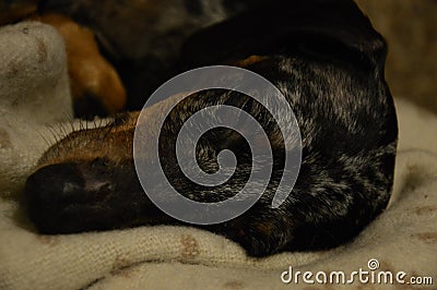 Dog slumbering, sleeping Stock Photo