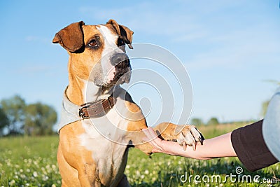 Dog with smart and cute eyes fives paw to a human. Stock Photo