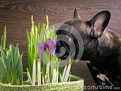 Dog smelling flowers. The black dog\'s snout, purple crocuses Stock Photo