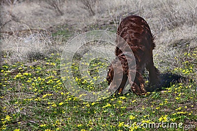 The first flowers cause delight even in pets Stock Photo