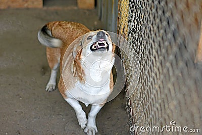 The dog smiles with his mouth wide open and his teeth bared. Stock Photo