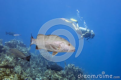 Dog snapper, Lutjanus jocu Stock Photo