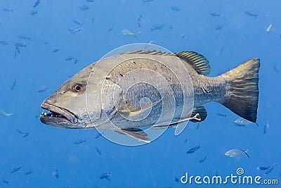 Dog snapper, Lutjanus jocu Stock Photo