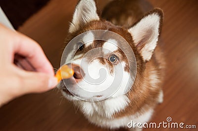 Dog sniff the snack Stock Photo