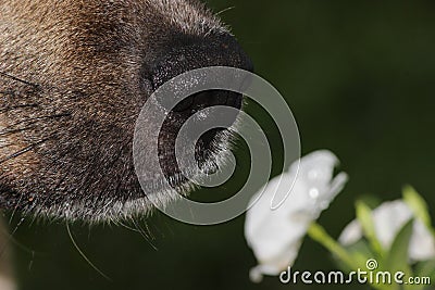 Dog sniffing flower Stock Photo