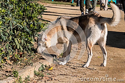 Dog sniffing grass in a sunny day Stock Photo