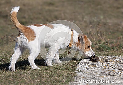 Dog sniffing in the grass Stock Photo
