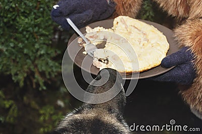 Dog Sniffing Food Stock Photo