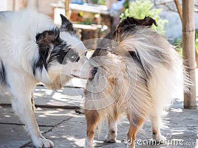 Dog sniffing other dog`s rear Stock Photo