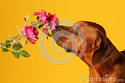 Dog sniffing on a rose Stock Photo