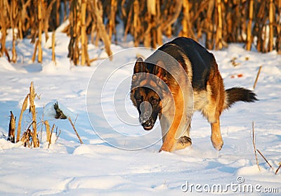 Dog on snow Stock Photo