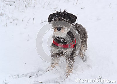 Adopted Dog in the Snow Stock Photo