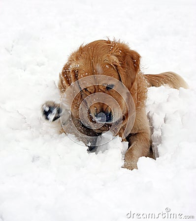 Golden Retriever playing in deep thick snow during a snow storm.