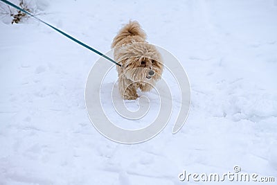 Dog snow walk. Brown dog breed Maltipu Stock Photo