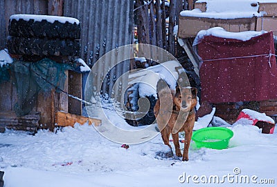 A dog in snowfield Stock Photo