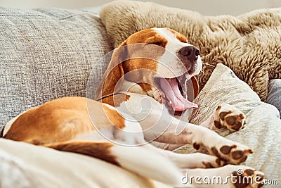 Beagle tired sleeping on couch yawning Stock Photo