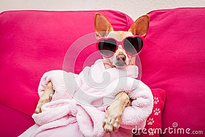 Dog spa wellness Stock Photo