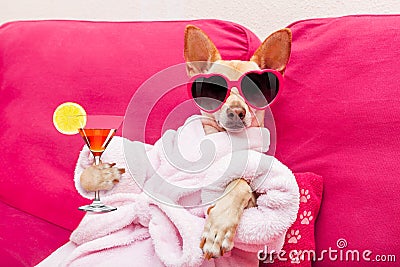 Dog spa wellness Stock Photo