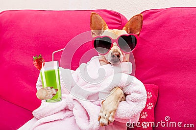 Dog spa wellness Stock Photo