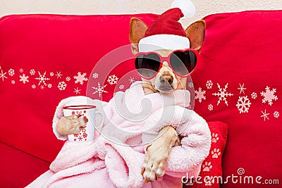 Dog spa wellness christmas holidays Stock Photo