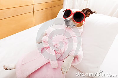 Dog spa wellness Stock Photo