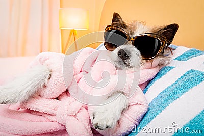 Dog spa wellness salon Stock Photo