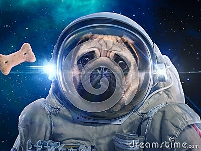 Dog in space suit hunts dog food, hunt Stock Photo