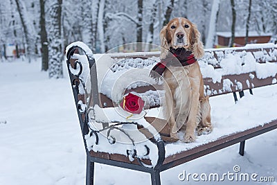 Dog spaniel of golden color with flowers on snow in the winter Stock Photo