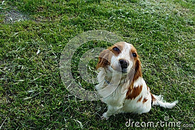 dog spaniel sitting on green grass Stock Photo