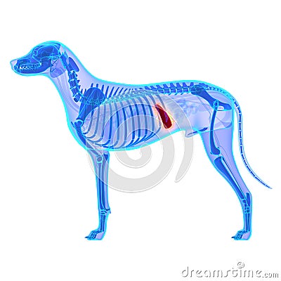 Dog Spleen - Canis Lupus Familiaris Anatomy - isolated on white Stock Photo