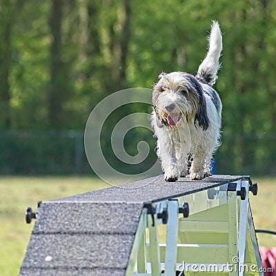 dog sport agility Stock Photo