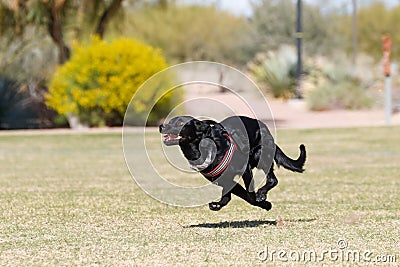 Dog sprinting through a park Stock Photo