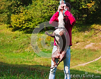 Dog stafordshirsky terrier plays with the owner Stock Photo