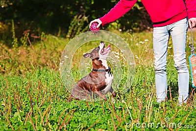 Dog stafordshirsky terrier plays with the owner Stock Photo