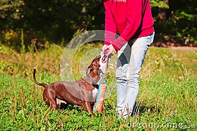 Dog stafordshirsky terrier plays with the owner Stock Photo