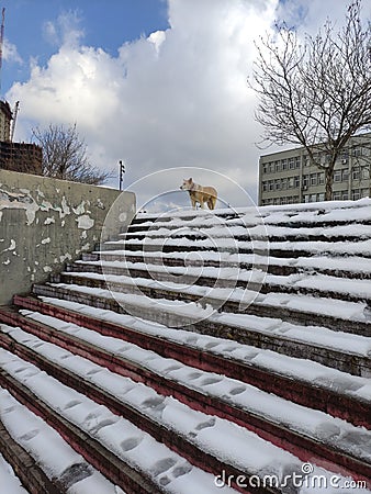 dog stairs winter snowy Stock Photo