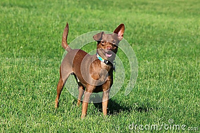 Dog Standing in the Grass Stock Photo