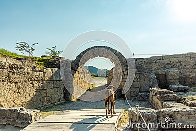 Dog standing infront of The Krypte, entrance to the stadion at Stock Photo