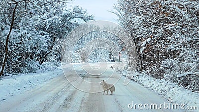 Dog Standing In The Middle Of The Road Stock Photo