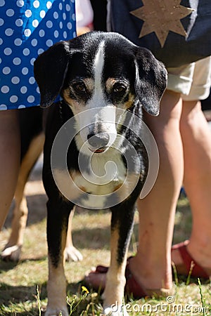 Waiting dog between standing people at Jugendfest Brugg Stock Photo