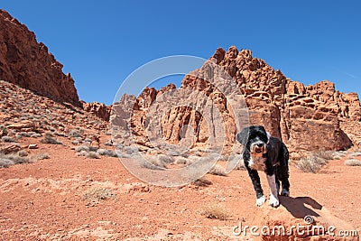 Portuguese Water Dog at Valley of Fire State Park in Nevada Stock Photo