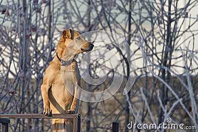 Dog stands on guard and protects the territory on a winter sunny frosty day. Stock Photo