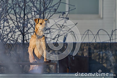 Dog stands on guard and protects the territory on a winter sunny frosty day. Stock Photo