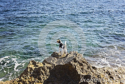 The dog stands on a rock and looks at the sea Stock Photo