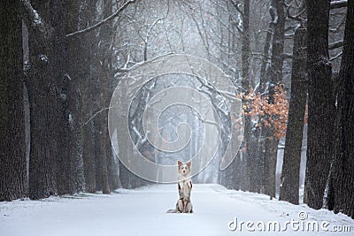 Dog stands by a tree in the park. pet for a walk in the park in winter. Stock Photo