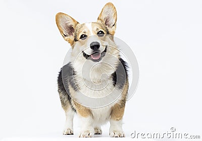 dog stands Welsh Corgi breed in full growth Stock Photo